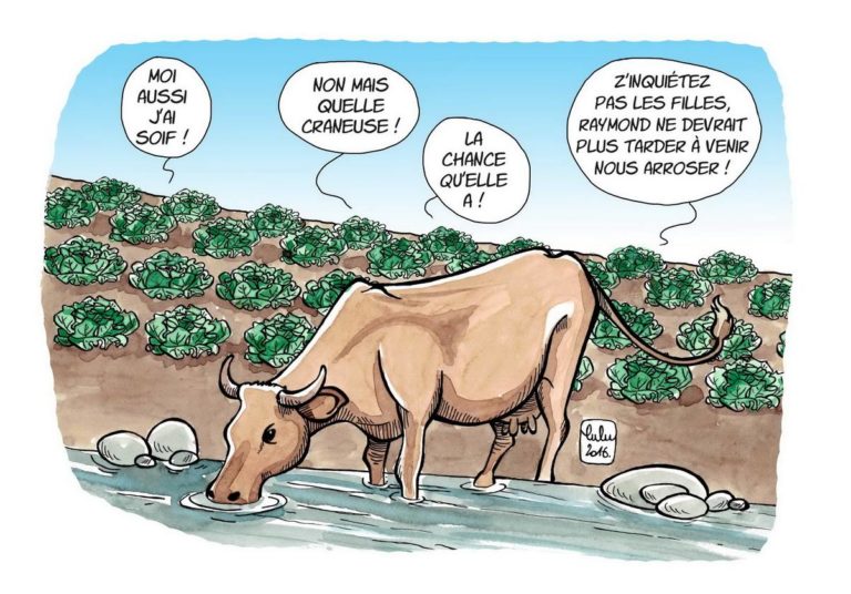 Faut-il 15.000l d’eau pour faire un 1 kilo de bœuf ?