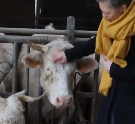 Vegan pour le bien être animal ou la théorie de l’extinctionnisme ?